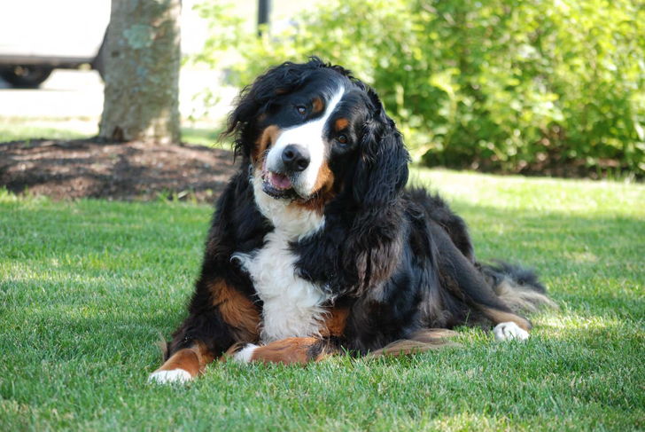 Bailey